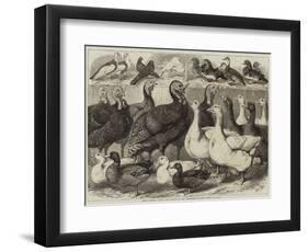 Prize Turkeys, Ducks, and Pigeons at the Birmingham Poultry Show-Samuel John Carter-Framed Giclee Print