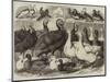 Prize Turkeys, Ducks, and Pigeons at the Birmingham Poultry Show-Samuel John Carter-Mounted Giclee Print