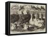 Prize Turkeys, Ducks, and Pigeons at the Birmingham Poultry Show-Samuel John Carter-Framed Stretched Canvas