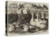 Prize Turkeys, Ducks, and Pigeons at the Birmingham Poultry Show-Samuel John Carter-Stretched Canvas