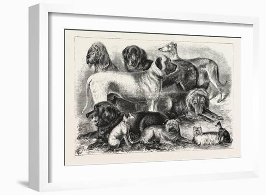 Prize Winners at the Alexandra Palace Dog Show, 1876, London, UK-null-Framed Giclee Print