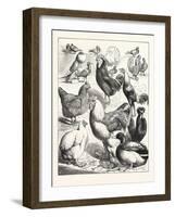 Prize Winners at the Crystal Palace Poultry Show, London, 1876, Uk-null-Framed Giclee Print