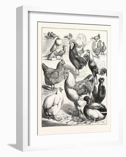 Prize Winners at the Crystal Palace Poultry Show, London, 1876, Uk-null-Framed Giclee Print