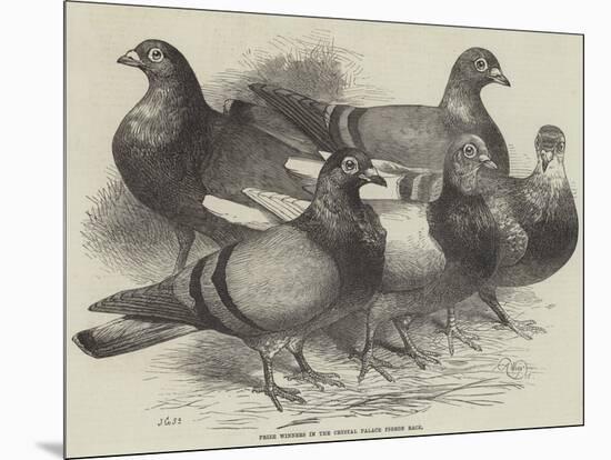 Prize Winners in the Crystal Palace Pigeon Race-Harrison William Weir-Mounted Giclee Print