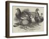 Prize Winners in the Crystal Palace Pigeon Race-Harrison William Weir-Framed Giclee Print