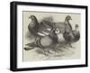 Prize Winners in the Crystal Palace Pigeon Race-Harrison William Weir-Framed Giclee Print