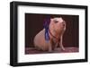 Prize-Winning Pig-DLILLC-Framed Photographic Print