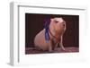 Prize-Winning Pig-DLILLC-Framed Photographic Print