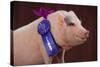 Prize-Winning Vietnamese Pot-Bellied Pig-DLILLC-Stretched Canvas