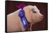 Prize-Winning Vietnamese Pot-Bellied Pig-DLILLC-Framed Stretched Canvas