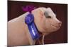 Prize-Winning Vietnamese Pot-Bellied Pig-DLILLC-Mounted Photographic Print