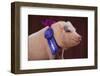 Prize-Winning Vietnamese Pot-Bellied Pig-DLILLC-Framed Photographic Print