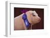 Prize-Winning Vietnamese Pot-Bellied Pig-DLILLC-Framed Photographic Print