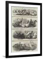 Prizes at the Metropolitan Poultry Show-null-Framed Giclee Print
