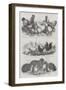 Prizes from the Great Metropolitan Poultry Show-Harrison William Weir-Framed Giclee Print