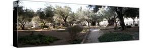 Probable Site of the Garden of Gethsemane, Mount of Olives, All Nations Church, Israel, Jerusalem-null-Stretched Canvas