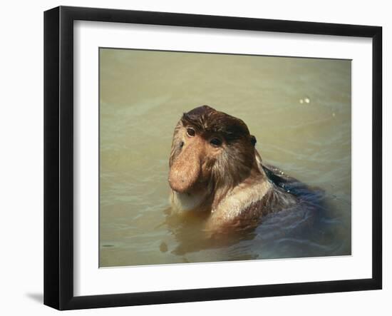 Proboscis, Long-Nosed Monkey Adult Male Crossing-null-Framed Photographic Print
