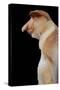 Proboscis, Long-Nosed Monkey Side View of Face-null-Stretched Canvas