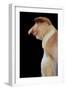 Proboscis, Long-Nosed Monkey Side View of Face-null-Framed Photographic Print