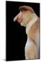 Proboscis, Long-Nosed Monkey Side View of Face-null-Mounted Photographic Print