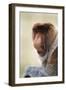 Proboscis, Long-Nosed Monkey-null-Framed Premium Photographic Print