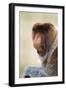 Proboscis, Long-Nosed Monkey-null-Framed Premium Photographic Print