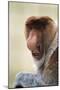 Proboscis, Long-Nosed Monkey-null-Mounted Premium Photographic Print