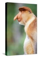 Proboscis, Long-Nosed Monkey-null-Stretched Canvas