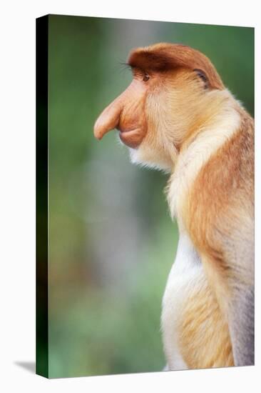 Proboscis, Long-Nosed Monkey-null-Stretched Canvas