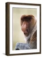 Proboscis, Long-Nosed Monkey-null-Framed Photographic Print