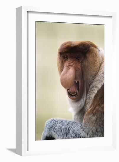Proboscis, Long-Nosed Monkey-null-Framed Photographic Print