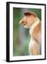 Proboscis, Long-Nosed Monkey-null-Framed Photographic Print