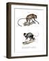Proboscis Monkey, 1860-null-Framed Giclee Print