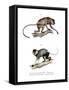 Proboscis Monkey, 1860-null-Framed Stretched Canvas