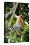 Proboscis Monkey Adult Male Waking Up-Andrey Zvoznikov-Stretched Canvas