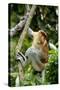 Proboscis Monkey Adult Male Waking Up-Andrey Zvoznikov-Stretched Canvas