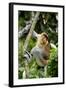 Proboscis Monkey Adult Male Waking Up-Andrey Zvoznikov-Framed Photographic Print