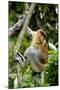 Proboscis Monkey Adult Male Waking Up-Andrey Zvoznikov-Mounted Photographic Print