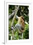 Proboscis Monkey Adult Male Waking Up-Andrey Zvoznikov-Framed Photographic Print