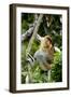 Proboscis Monkey Adult Male Waking Up-Andrey Zvoznikov-Framed Photographic Print