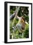 Proboscis Monkey Adult Male Waking Up-Andrey Zvoznikov-Framed Photographic Print