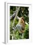 Proboscis Monkey Adult Male Waking Up-Andrey Zvoznikov-Framed Photographic Print