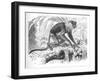 'Proboscis Monkey', c1900-Helena J. Maguire-Framed Giclee Print