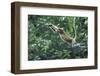 Proboscis Monkey, Male Leaping across River (Nasalis Larvatus) Kinabatangan, Sabah, Borneo-Nick Garbutt-Framed Photographic Print