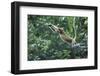 Proboscis Monkey, Male Leaping across River (Nasalis Larvatus) Kinabatangan, Sabah, Borneo-Nick Garbutt-Framed Photographic Print