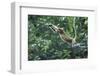 Proboscis Monkey, Male Leaping across River (Nasalis Larvatus) Kinabatangan, Sabah, Borneo-Nick Garbutt-Framed Photographic Print