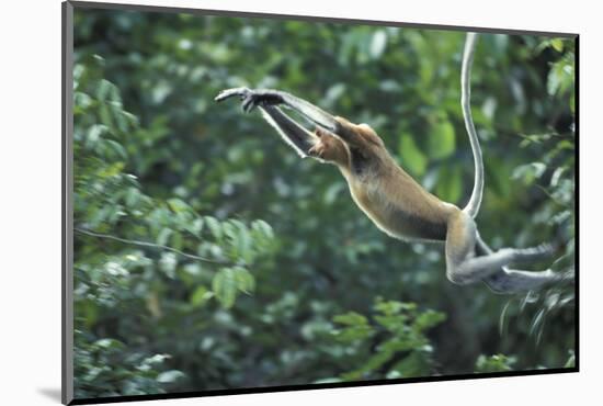 Proboscis Monkey, Male Leaping across River (Nasalis Larvatus) Kinabatangan, Sabah, Borneo-Nick Garbutt-Mounted Photographic Print