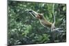 Proboscis Monkey, Male Leaping across River (Nasalis Larvatus) Kinabatangan, Sabah, Borneo-Nick Garbutt-Mounted Photographic Print