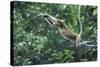 Proboscis Monkey, Male Leaping across River (Nasalis Larvatus) Kinabatangan, Sabah, Borneo-Nick Garbutt-Stretched Canvas