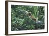 Proboscis Monkey, Male Leaping across River (Nasalis Larvatus) Kinabatangan, Sabah, Borneo-Nick Garbutt-Framed Photographic Print